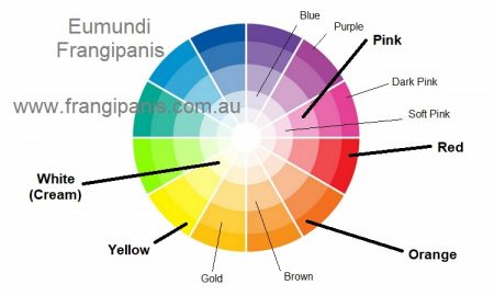 frangipani-flower-colours