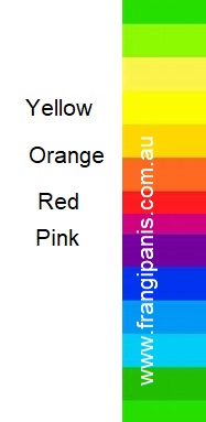 frangipani-flower-colours-with-colour-spectrum