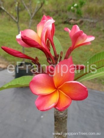 689-cooktown-frangipani