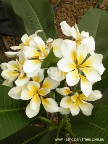 BaliWhirl-Frangipani-Flowers