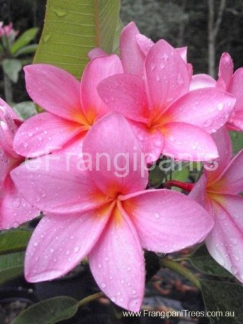 Bubblegum-Dream-Frangipani