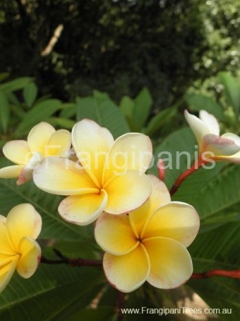 Buttercup-Frangipani-Flowers