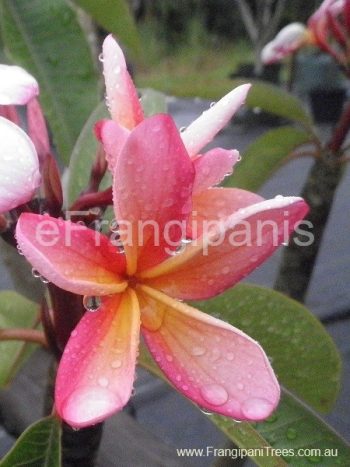 California-Sunset-Frangipani