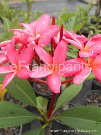 Hot-Pink-Frangipani-Flowers