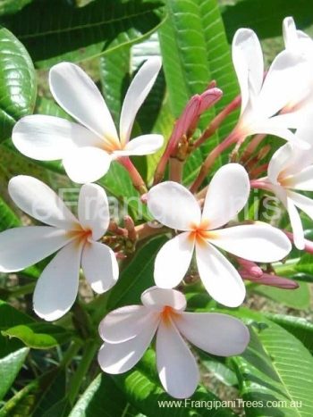 Petite-Pink-Frangipani-Flowers