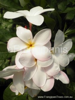 Pudica Pink