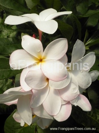 Pink-Pudica-Frangipani-Flowers