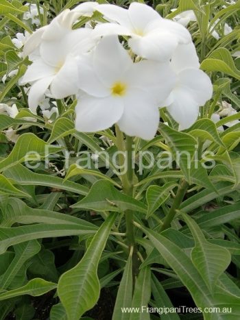 Pudica-White-Frangipani-Flowers