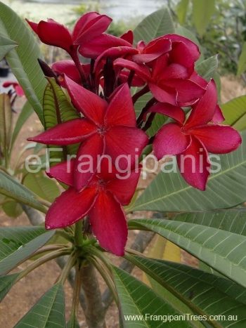 Red-Bull-Frangipani-Flowers