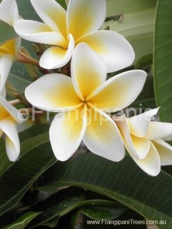 White (Cream)