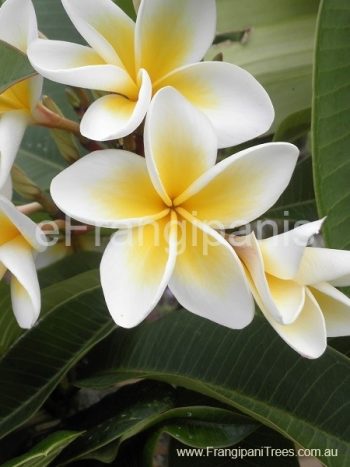 White-Frangipani-Flowers