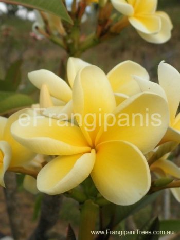 Yellow-Frangipani-Flowers