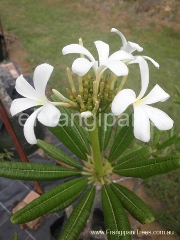 Cuba-Frangipani-Flowers-2