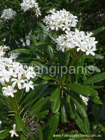 Cuba-Frangipani-Flowers
