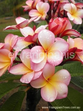 Sharna-Frangipani-Flowers-2