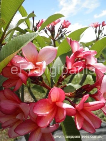 Ruby-Gold-Frangipani-Flowers