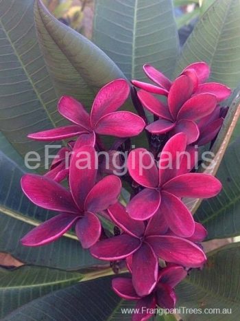 Blackjack-Frangipani-Flowers
