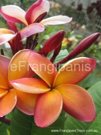 George-Brown-Frangipani-Flower