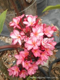 Cherry-Clusters-Dwarf-Watermelon-Frangipani
