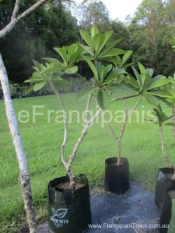 531-Hot-Pink-Frangipani-20A-2BE