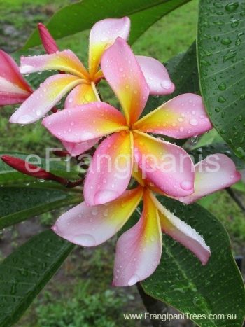 Candy-Rainbow-Frangipani-2