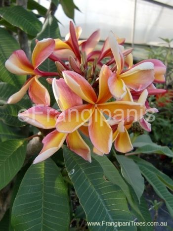 Tricolour-Frangipani-Flowers
