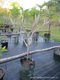 453-Yellow-Frangipani-20k-2ce