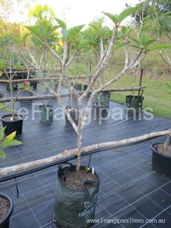 453-Yellow-Frangipani-20k-2ce