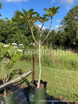 471-frangipani-grown-from-seed-21b-2cd
