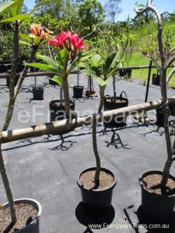 500-Hot-Pink-Frangipani-18A-3BA