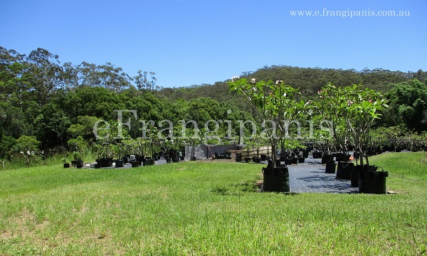 Eumundi-Frangipanis-Nursery