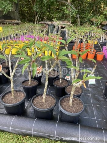 small-frangipani-plants.