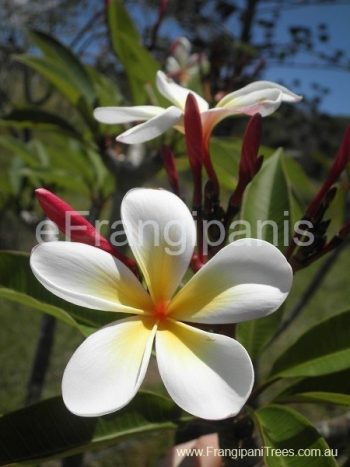 Alana-Frangipani-Flower
