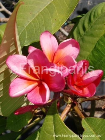 Pink-Sunrise-Frangipani-Flowers