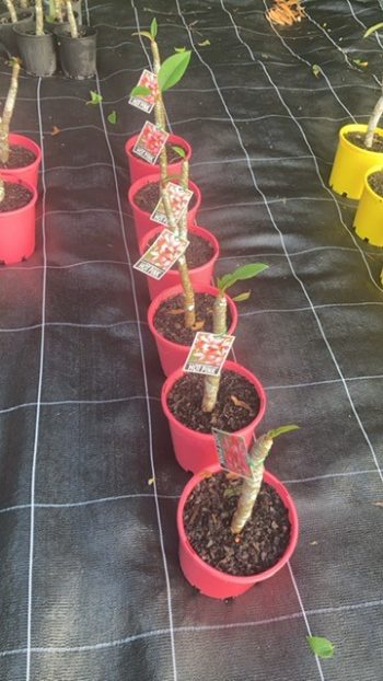 hot pink frangipani plants