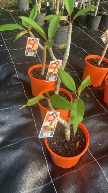 small tricolour frangipanis