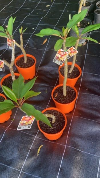 small tricolour frangipanis