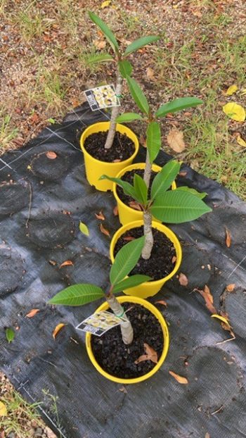 white frangipanis single stem