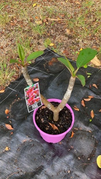 small pink frangipani plants forked