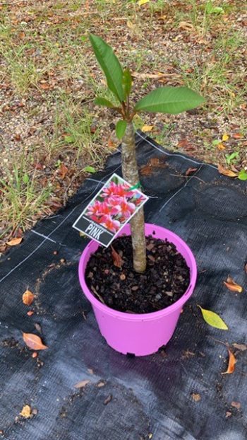 small pink frangipani plants