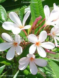 Petite-Pink-Frangipani