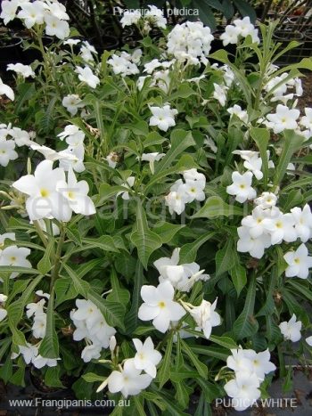 Pudica-White-Frangipani-2