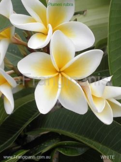 White-Frangipani