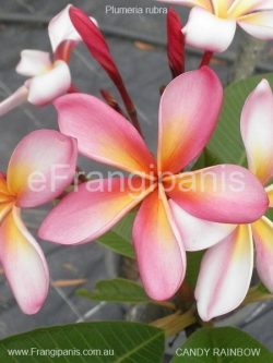 Candy-Rainbow-Frangipani-PR