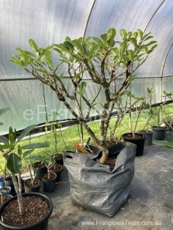 944-singapore-frangipani-24j-2-450x600-1